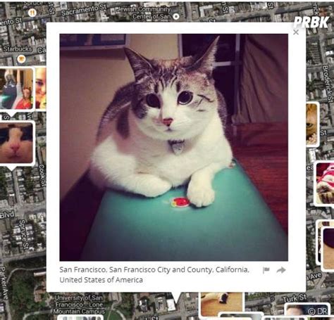 I Know Where Your Cat Lives.